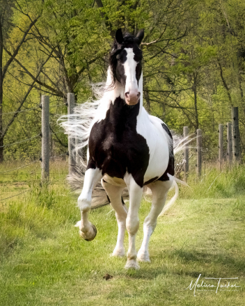 HorseID: 2312151 Emiel BP57 Sport Elite - PhotoID: 1097157