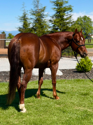 HorseID: 2312153 Americat Shining - PhotoID: 1097158