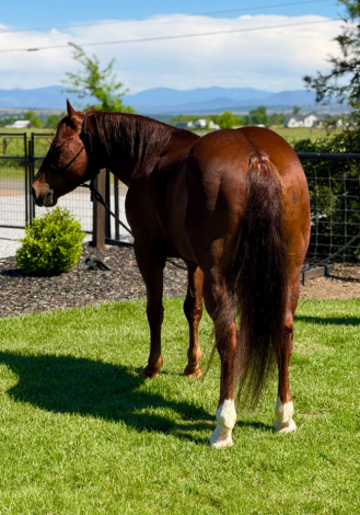 HorseID: 2312153 Americat Shining - PhotoID: 1097159