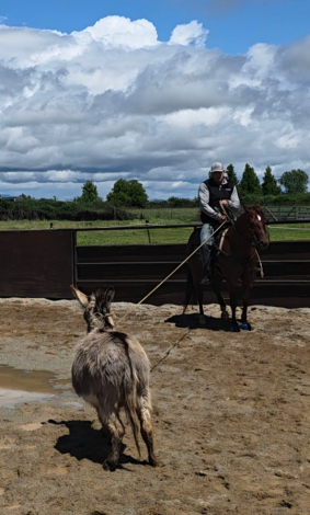 HorseID: 2312153 Americat Shining - PhotoID: 1097161