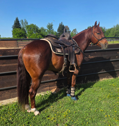 HorseID: 2312153 Americat Shining - PhotoID: 1097162