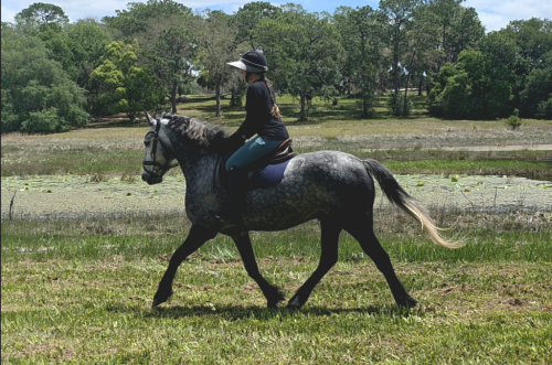 HorseID: 2312156 Stormy - PhotoID: 1097163