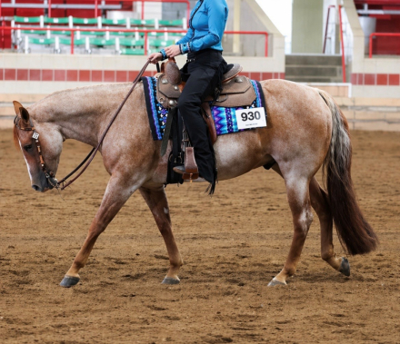 HorseID: 2312166 Johny B Good - PhotoID: 1097183