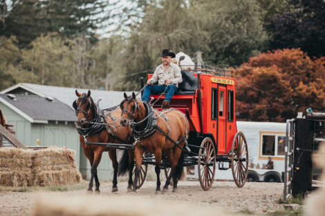 HorseID: 2312167 Plenty of Royal Dee and Macs Good N Royal - PhotoID: 1097179