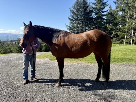 HorseID: 2312167 Plenty of Royal Dee and Macs Good N Royal - PhotoID: 1097180