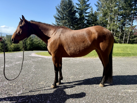 HorseID: 2312167 Plenty of Royal Dee and Macs Good N Royal - PhotoID: 1097181