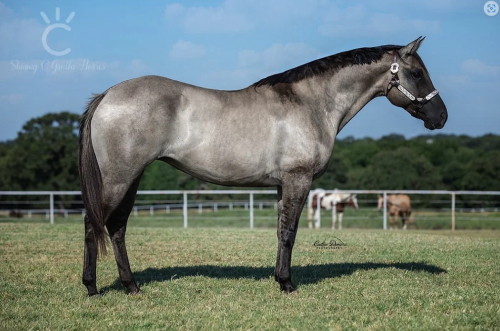 HorseID: 2312168 JAZ POCO GOLDUN - PhotoID: 1097184