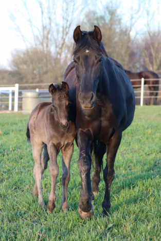 HorseID: 2312169 Kings First Win - PhotoID: 1097185