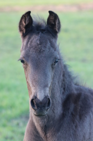 HorseID: 2312169 Kings First Win - PhotoID: 1097186
