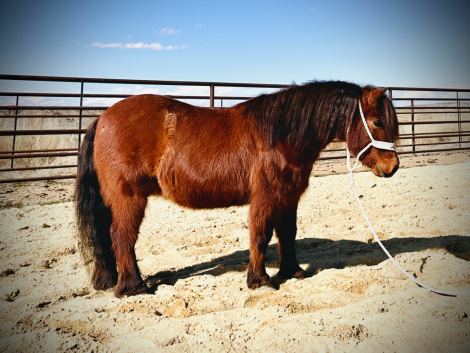 HorseID: 2312172 Shotgun - PhotoID: 1097193