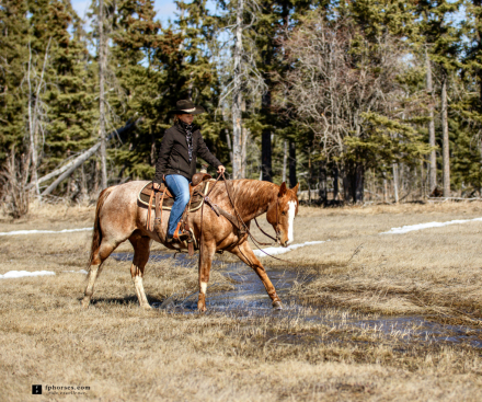 HorseID: 2312176 Zsa Zsa Ladys Loper - PhotoID: 1097198