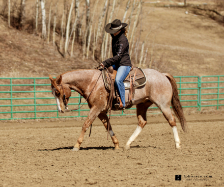 HorseID: 2312176 Zsa Zsa Ladys Loper - PhotoID: 1097199