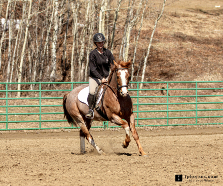 HorseID: 2312176 Zsa Zsa Ladys Loper - PhotoID: 1097200