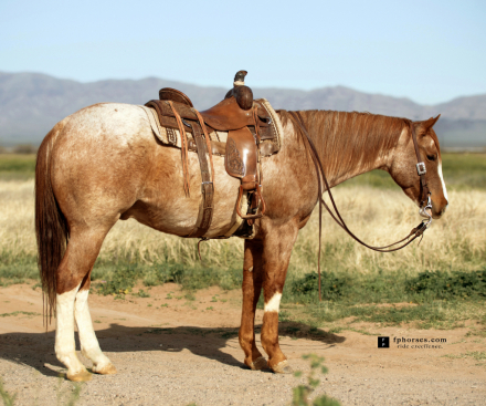 HorseID: 2312176 Zsa Zsa Ladys Loper - PhotoID: 1097201