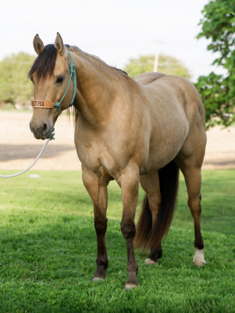 HorseID: 2312178 Miss Hickory Frost - PhotoID: 1097202