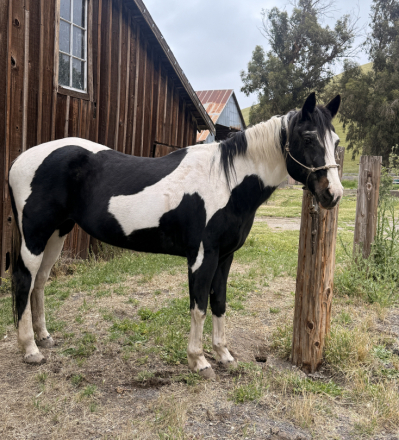 HorseID: 2312187 Jewel - PhotoID: 1097211