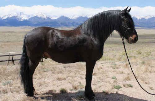 HorseID: 2312188 Babes Prince - PhotoID: 1097212