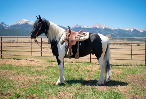 HorseID: 2312191 Vegas - PhotoID: 1097214