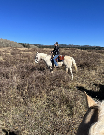 HorseID: 2312193 Honey - PhotoID: 1097215