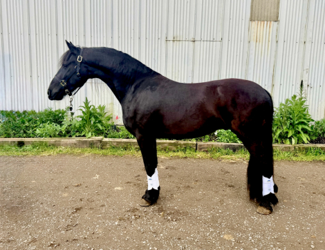 HorseID: 2312195 Xander - PhotoID: 1097216