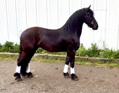 HorseID: 2312195 Xander - PhotoID: 1097217