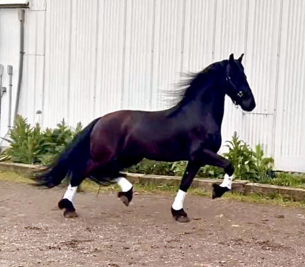 HorseID: 2312195 Xander - PhotoID: 1097218