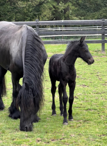 HorseID: 2312195 Xander - PhotoID: 1097219