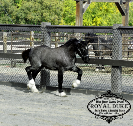 HorseID: 2312196 Royal Duke - PhotoID: 1097221