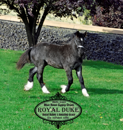 HorseID: 2312196 Royal Duke - PhotoID: 1097222