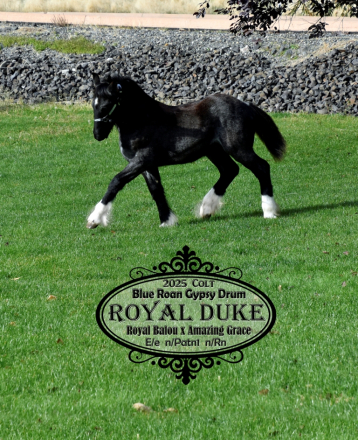 HorseID: 2312196 Royal Duke - PhotoID: 1097223