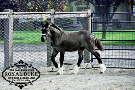 HorseID: 2312196 Royal Duke - PhotoID: 1097224