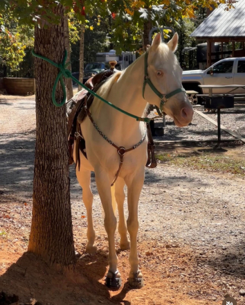 HorseID: 2312201 No name yet - PhotoID: 1097226