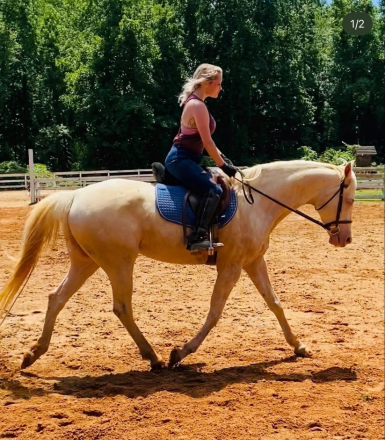 HorseID: 2312201 No name yet - PhotoID: 1097227
