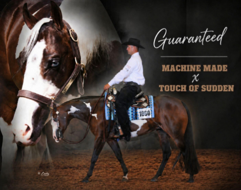 HorseID: 2312201 No name yet - PhotoID: 1097228