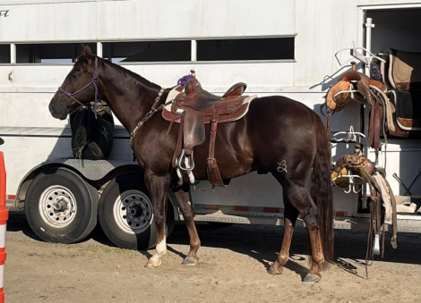 HorseID: 2312203 SIX MOONS WRANGLER - PhotoID: 1097231