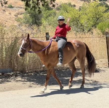 HorseID: 2312203 SIX MOONS WRANGLER - PhotoID: 1097234
