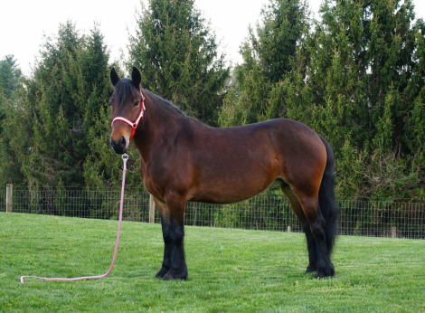 HorseID: 2312205 Braeberry Sophonia - PhotoID: 1097235