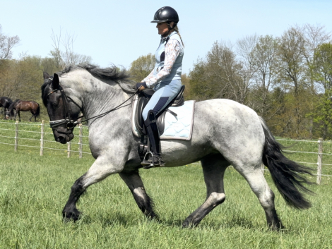 HorseID: 2312206 Blueberry - PhotoID: 1097237