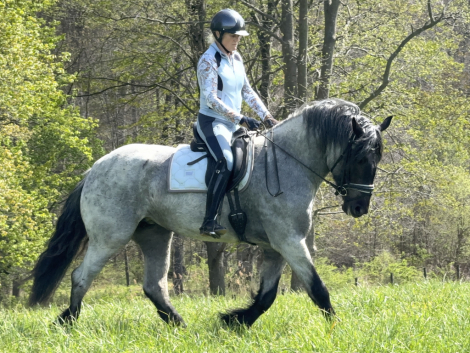 HorseID: 2312206 Blueberry - PhotoID: 1097238