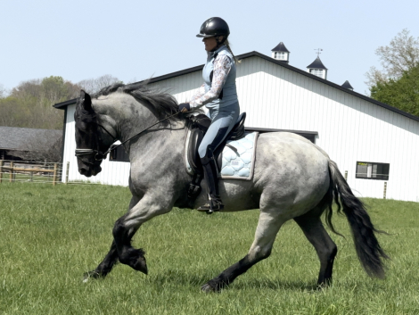 HorseID: 2312206 Blueberry - PhotoID: 1097239
