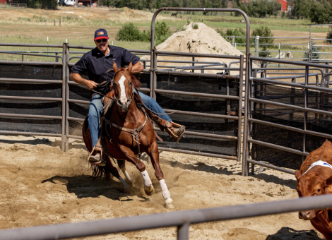 HorseID: 2312210 CashNClever - PhotoID: 1097244
