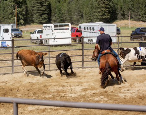 HorseID: 2312210 CashNClever - PhotoID: 1097246