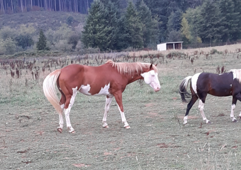 HorseID: 2312211 Mighty Tempting Kid - PhotoID: 1097248