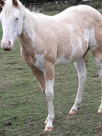 HorseID: 2312211 Mighty Tempting Kid - PhotoID: 1097249