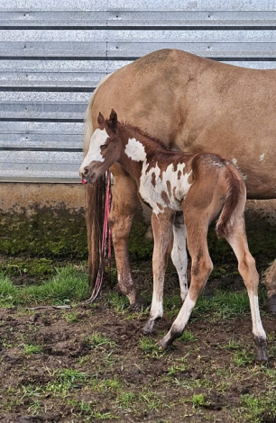 HorseID: 2312211 Mighty Tempting Kid - PhotoID: 1097250