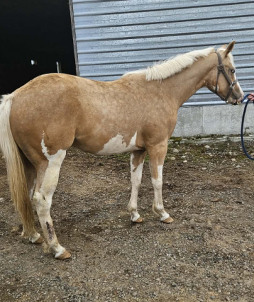 HorseID: 2312211 Mighty Tempting Kid - PhotoID: 1097251