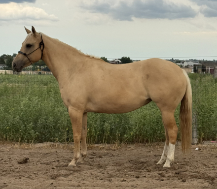 HorseID: 2312214 Kimber - PhotoID: 1097253