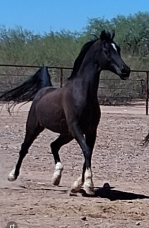 HorseID: 2312218 Pirate - PhotoID: 1097255