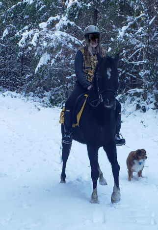 HorseID: 2312218 Pirate - PhotoID: 1097256