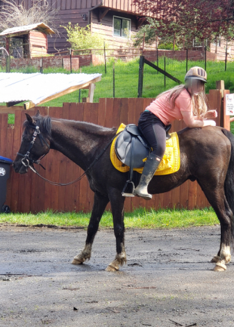 HorseID: 2312218 Pirate - PhotoID: 1097257